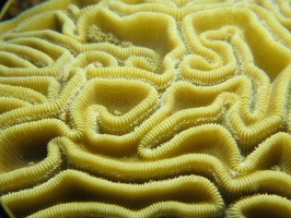36 Grooved Brain Coral IMG 4100